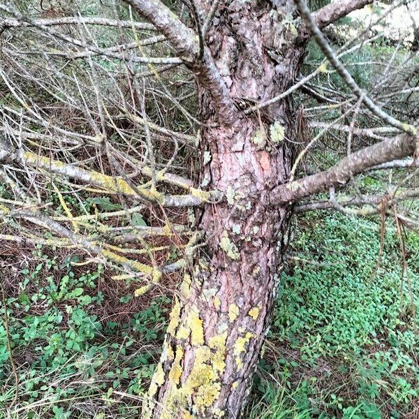 Pinus pinaster Bark