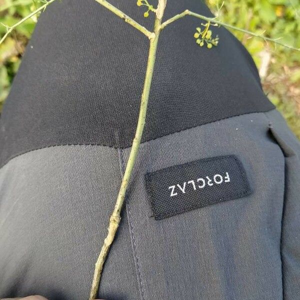 Lepidium graminifolium Coajă