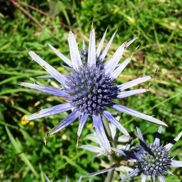 Eryngium bourgatii 花