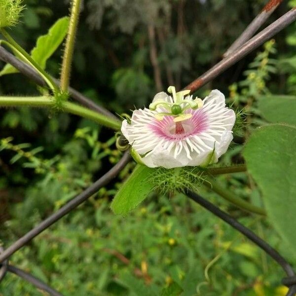 Passiflora foetida Цветок