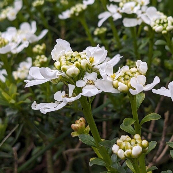 Iberis sempervirens 花