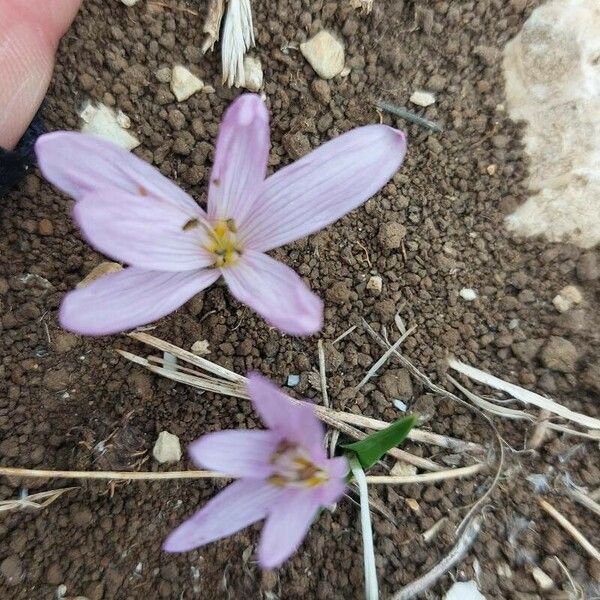 Colchicum cupanii 花