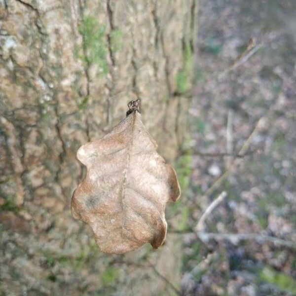 Quercus cerris Levél