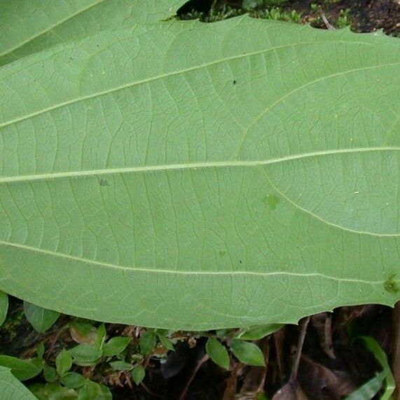 Hasseltia floribunda पत्ता