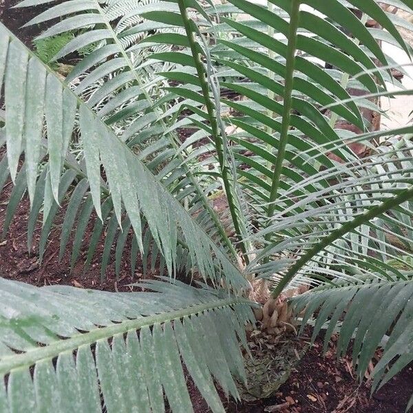 Dioon spinulosum List