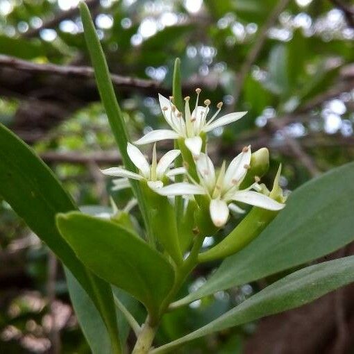 Lumnitzera racemosa 花