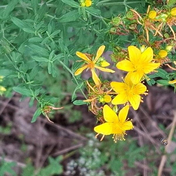 Hypericum perfoliatum 花