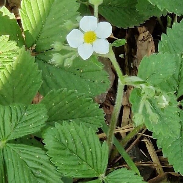 Fragaria moschata Blatt