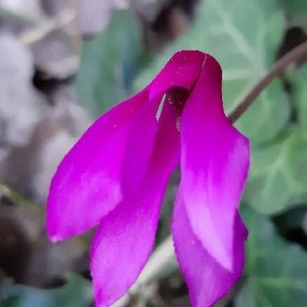 Cyclamen repandum Flor