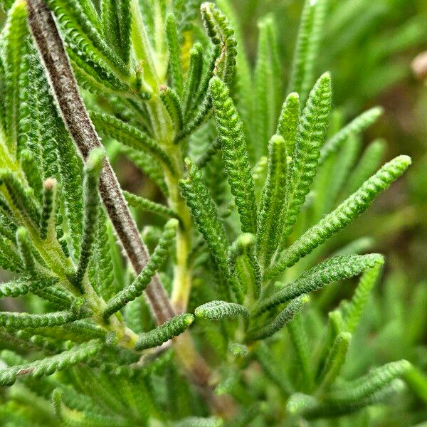 Lavandula dentata Leaf