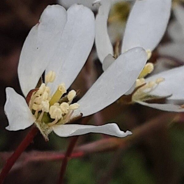 Amelanchier × lamarckii Цвят