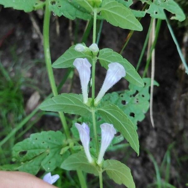 Scutellaria minor Flower