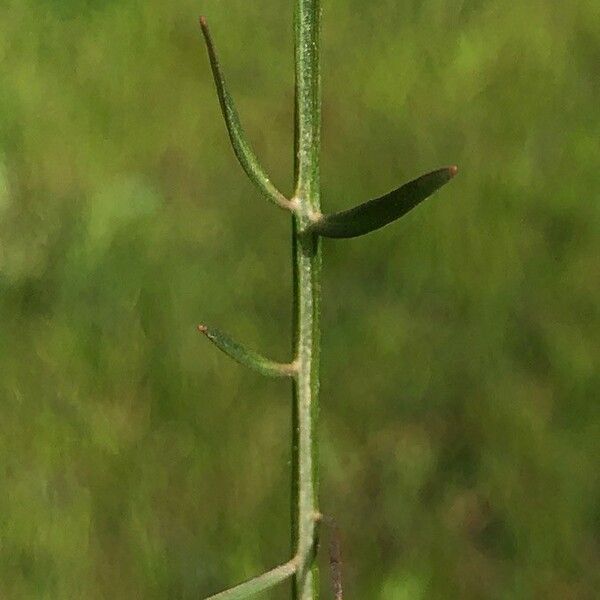 Pseudopodospermum brevicaule Folha