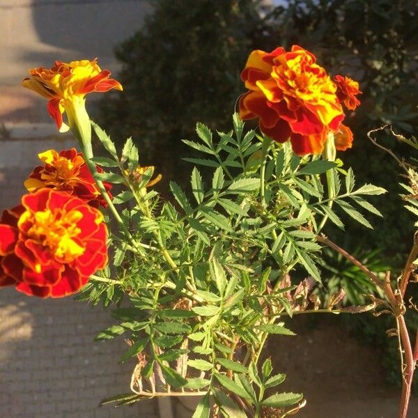 Tagetes erecta Kwiat