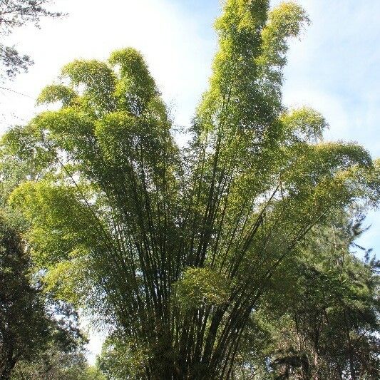 Bambusa vulgaris অভ্যাস