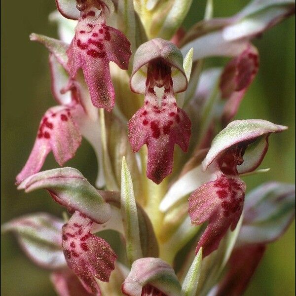 Anacamptis coriophora Kvet