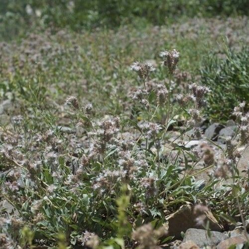 Phacelia heterophylla ശീലം