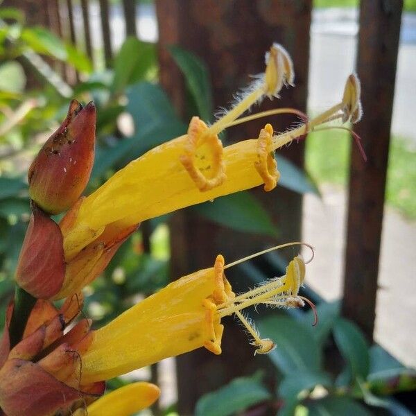 Sanchezia oblonga Flor