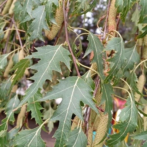 Betula pendula Leaf