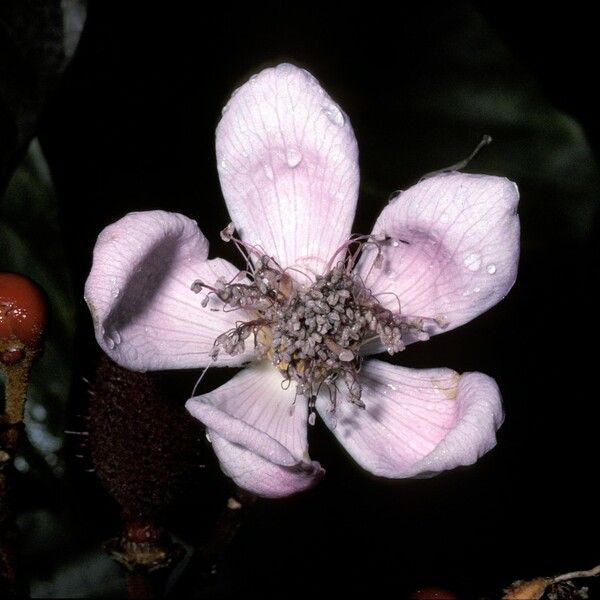 Bixa orellana Flower