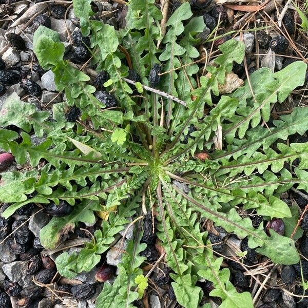 Crepis vesicaria Lapas