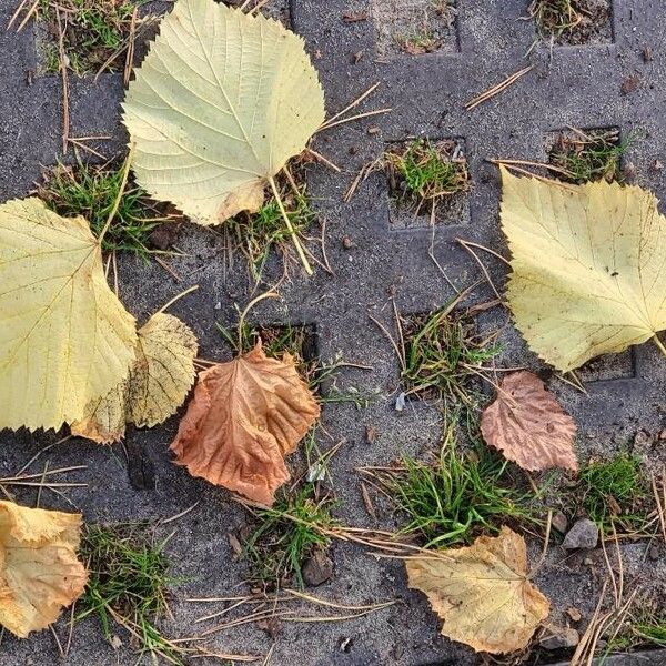 Tilia platyphyllos Foglia