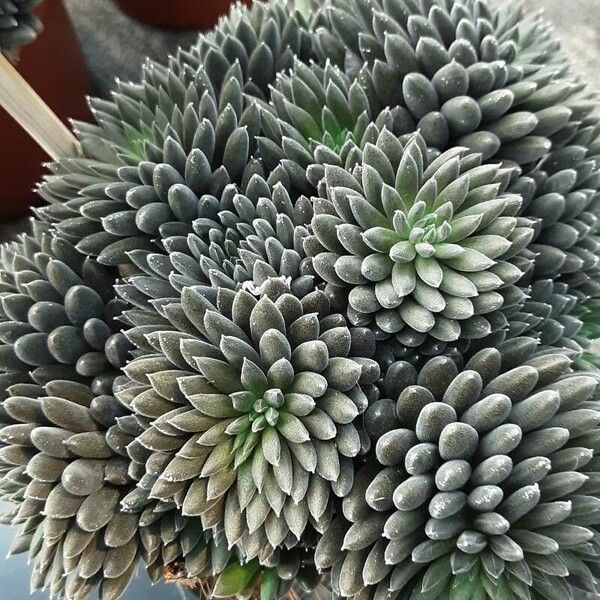 Sinocrassula yunnanensis Folha