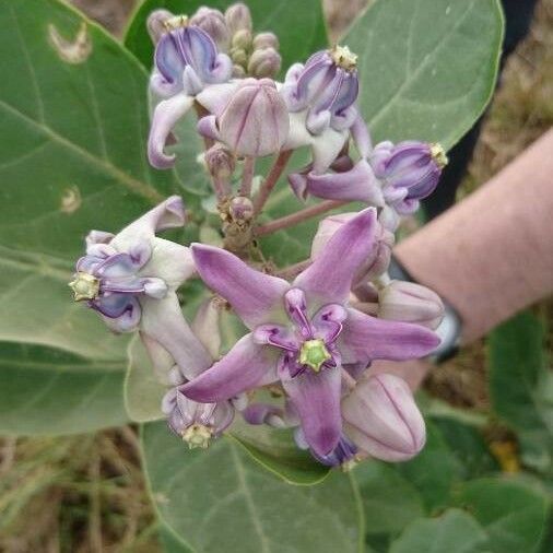 Calotropis gigantea പുഷ്പം