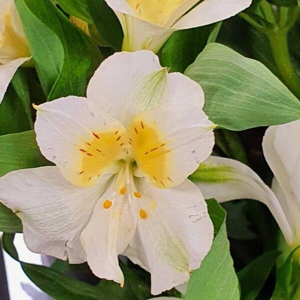 Alstroemeria ligtu Fiore