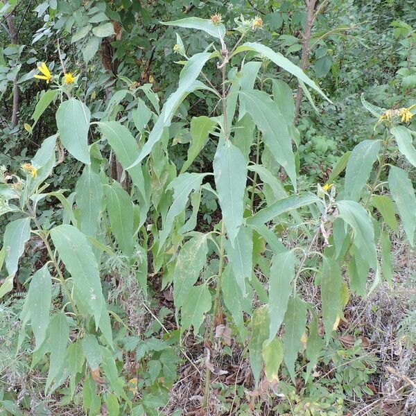 Helianthus hirsutus Blatt