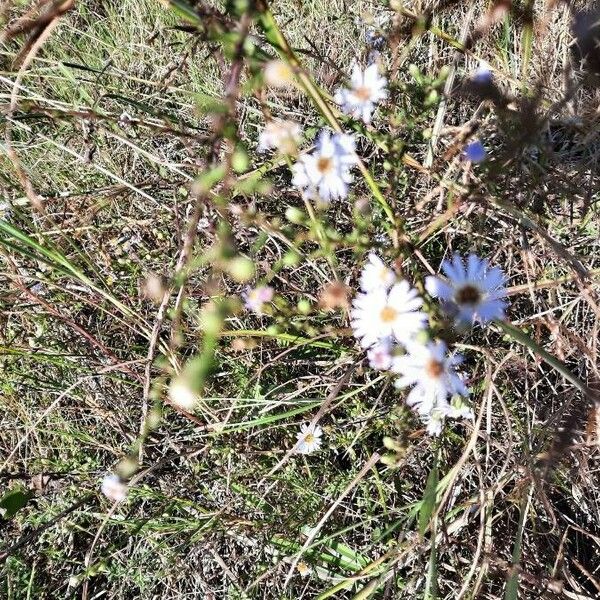 Tripolium pannonicum Flower