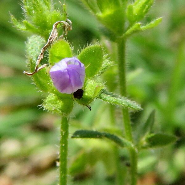 Campanula erinus Habitatea