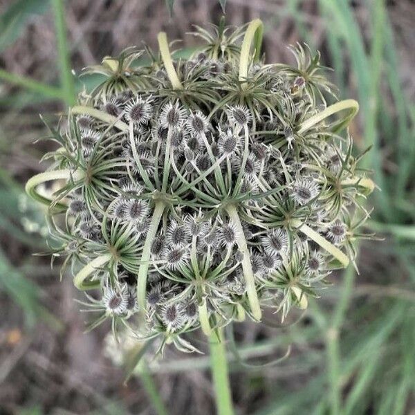 Daucus carota Vaisius