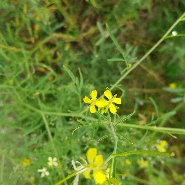 Sisymbrium altissimum Flor