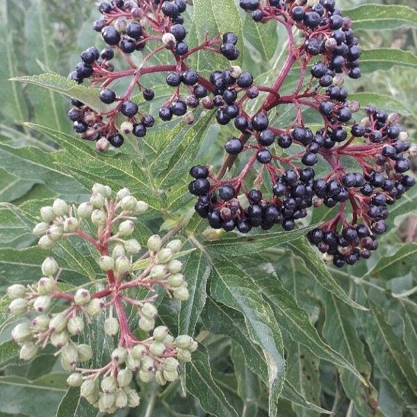 Sambucus ebulus ഫലം