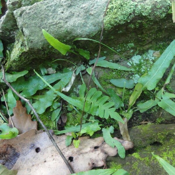 Asplenium rhizophyllum موطن