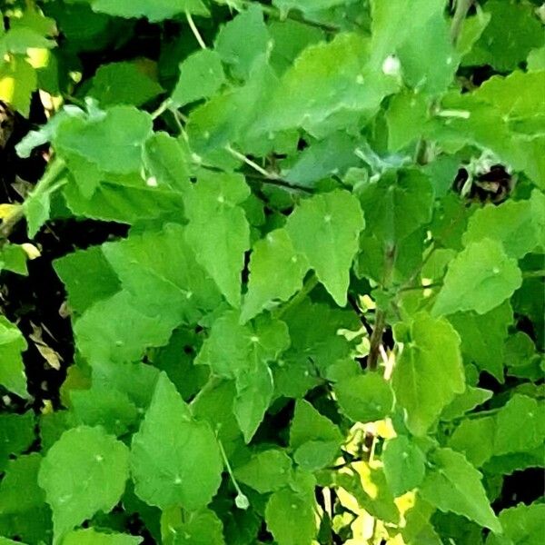 Abutilon indicum Habit