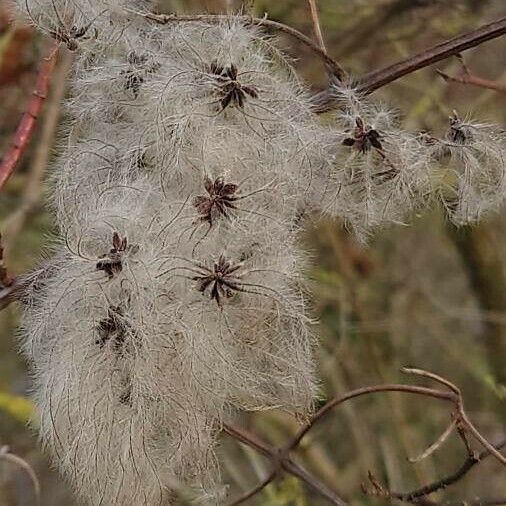 Clematis vitalba Frucht