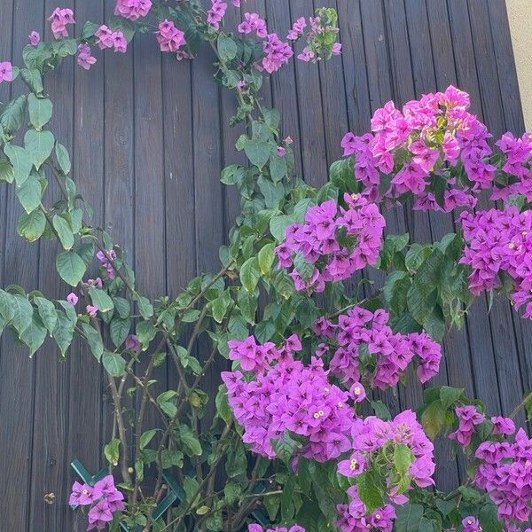 Bougainvillea glabra Õis