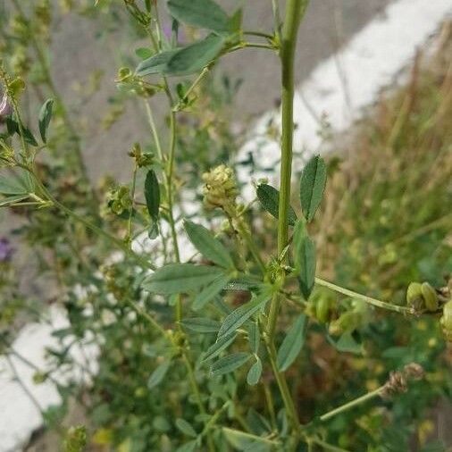 Medicago sativa Folla