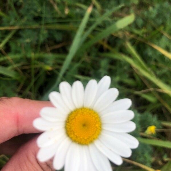 Leucanthemum vulgare Flower