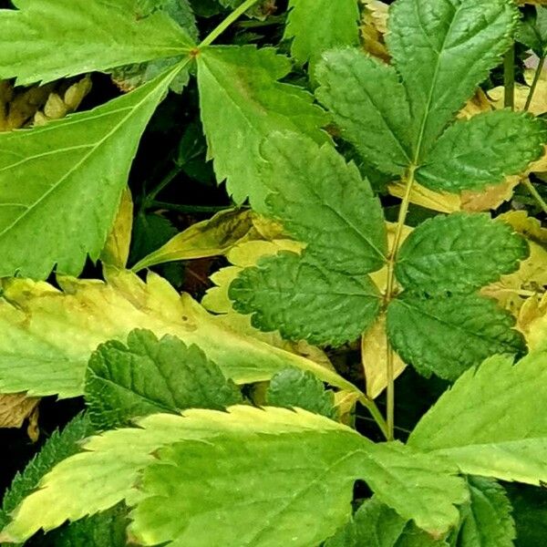 Astilbe rubra Leaf