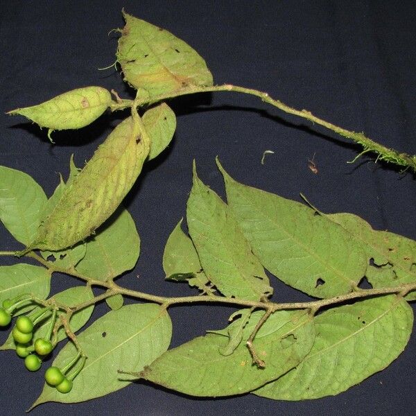 Solanum armentalis