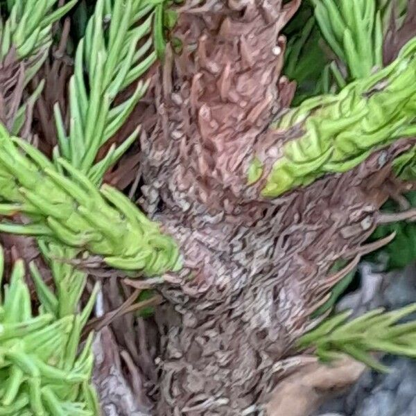 Cryptomeria japonica बार्क (छाल)