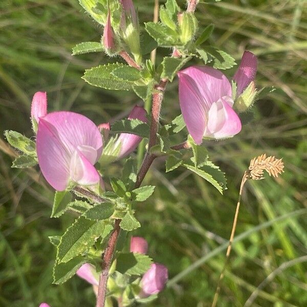 Ononis spinosa Flower