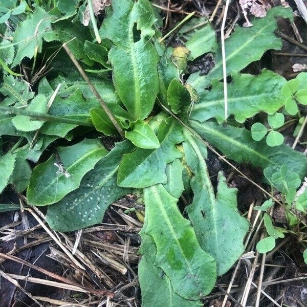 Hypochaeris glabra Feuille