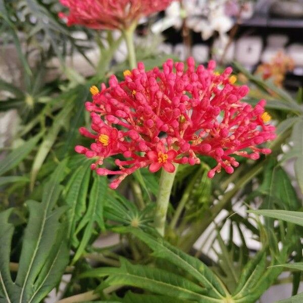 Jatropha multifida Floare