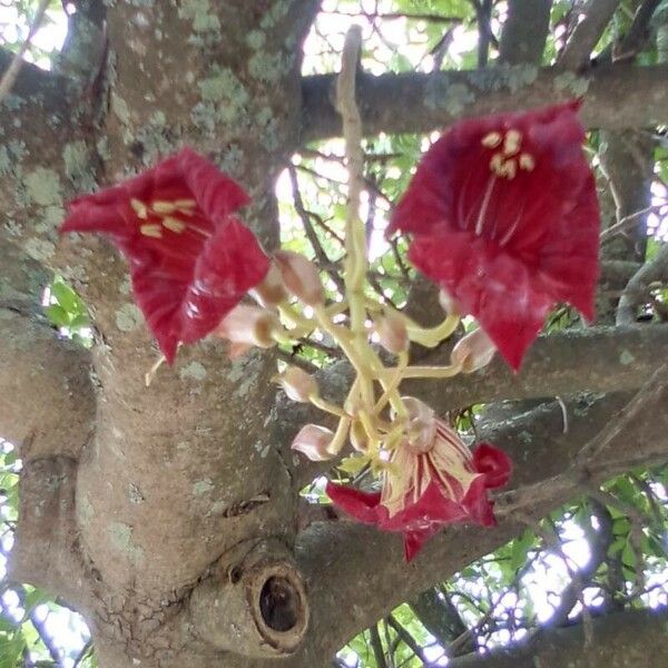 Kigelia africana Flower