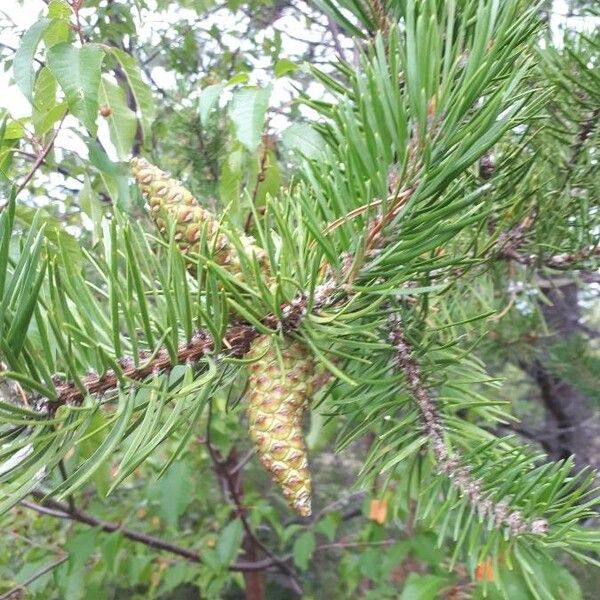 Pinus banksiana Vili