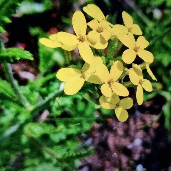 Biscutella cichoriifolia Λουλούδι